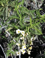 Chamaebatia australis