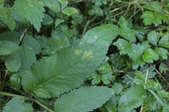 Plasmopara angelicae