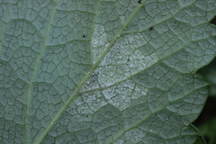 Plasmopara angelicae