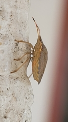 Peribalus strictus strictus