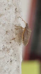 Peribalus strictus strictus