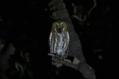 Micrathene whitneyi