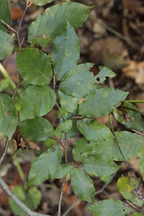 Phyllactinia orbicularis