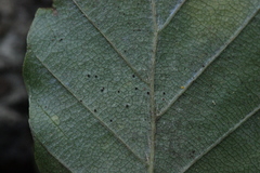 Phyllactinia orbicularis