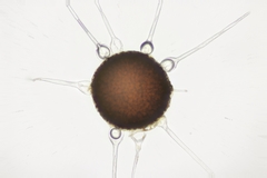 Phyllactinia orbicularis