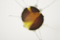 Phyllactinia orbicularis