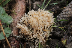 Ramaria gracilis