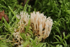 Ramaria gracilis