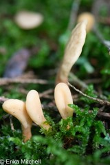 Spathulariopsis velutipes