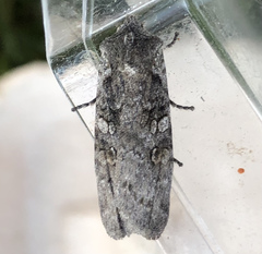 Lithophane antennata