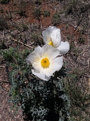 Argemone pleiacantha