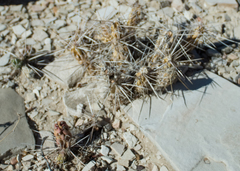 Cylindropuntieae