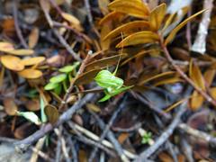 Pterostylis brumalis