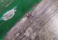Pardosa