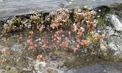 Sedum smallii