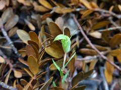 Pterostylis brumalis