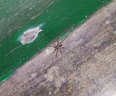 Pardosa