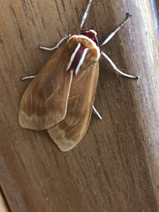 Amastus supersimilis