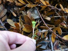 Pterostylis brumalis