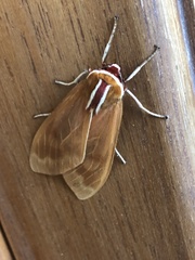 Amastus supersimilis