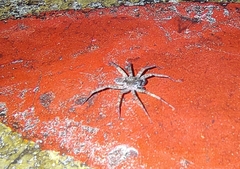 Pardosa