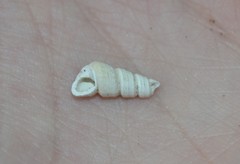 Turritella