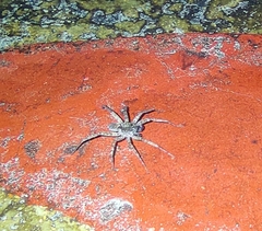 Pardosa