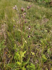 Cirsium × hybridum