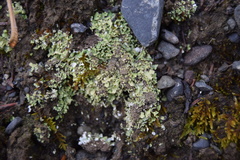 Cladonia robbinsii