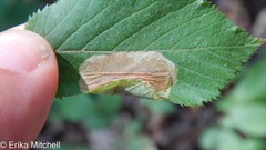 Cameraria betulivora