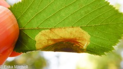 Cameraria betulivora