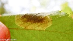 Cameraria betulivora