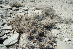 Cylindropuntieae
