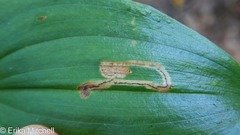 Liriomyza smilacinae