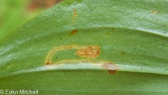 Liriomyza smilacinae