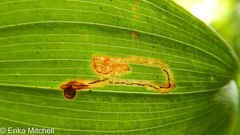 Liriomyza smilacinae