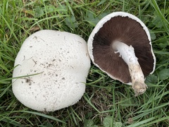 Agaricus andrewii