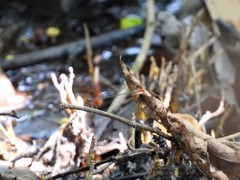 Teinobasis ruficollis