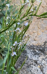 Moraea bipartita