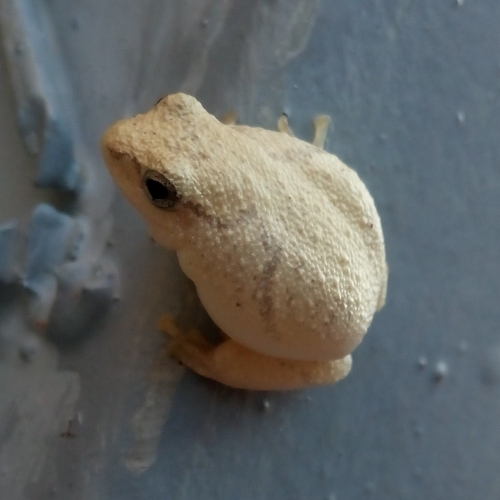 Plain Reed Frog, Hyperolius nitidulus