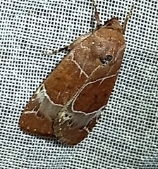 Hampsonodes