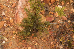 Lacomucinaea lineata