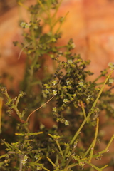 Lacomucinaea lineata