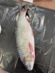 Leuciscus idus