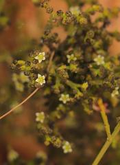 Lacomucinaea lineata