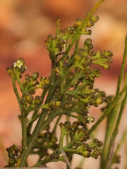 Lacomucinaea lineata