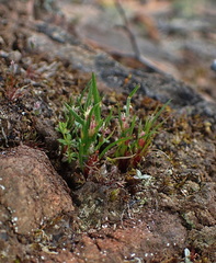 Centrolepis aristata