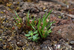 Centrolepis aristata