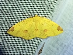 Periclina