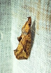 Argyrogramma
